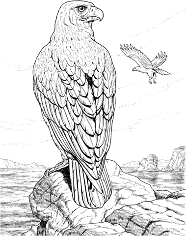 Eagle Perched On A Rock Coloring Page